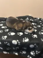 3Spot, a male Alaskan Malamute for sale in Minnetrista, MN – Photo 1 of 2