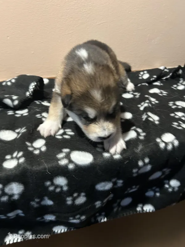3Spot – Alaskan Malamute puppy for sale in Minnetrista, MN