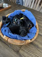 Diesel, a male Miniature Dachshund for sale in Aurora, CO – Photo 7 of 8