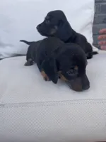 Diesel, a male Miniature Dachshund for sale in Aurora, CO – Photo 4 of 8