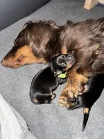 Diesel, a male Miniature Dachshund for sale in Aurora, CO – Photo 5 of 8