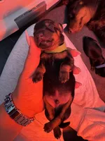 Diesel, a male Miniature Dachshund for sale in Aurora, CO – Photo 3 of 8