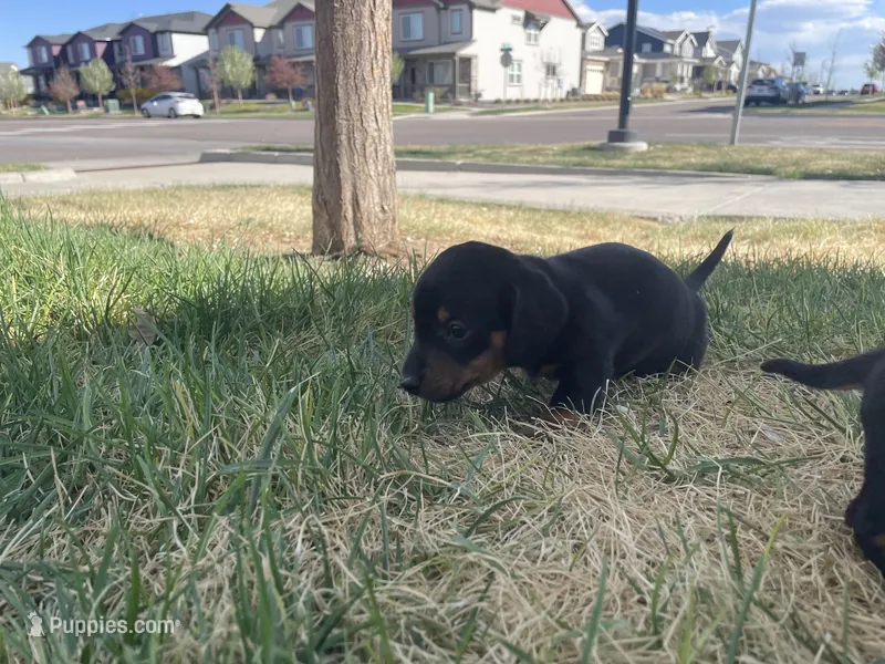 Diesel – Miniature Dachshund puppy for sale in Aurora, CO