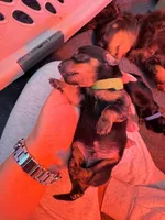 Diesel, a male Miniature Dachshund for sale in Aurora, CO – Photo 1 of 8