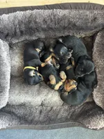 Diesel, a male Miniature Dachshund for sale in Aurora, CO – Photo 8 of 8