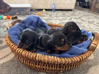 Diesel, a male Miniature Dachshund for sale in Aurora, CO – Photo 6 of 8