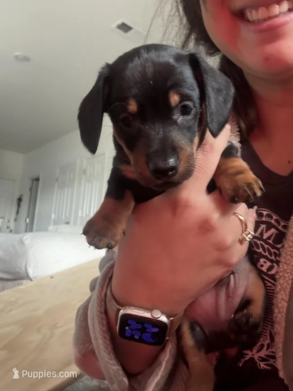 champ – Miniature Dachshund puppy for sale in Aurora, CO