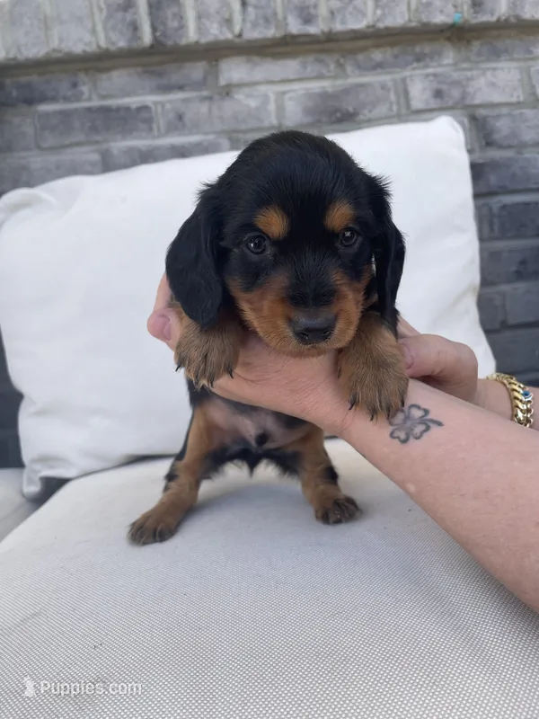 champ – Miniature Dachshund puppy for sale in Aurora, CO