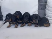 champ, a male Miniature Dachshund for sale in Aurora, CO – Photo 2 of 2