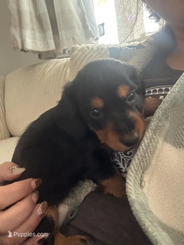 Dozer – Miniature Dachshund puppy for sale in Aurora, CO