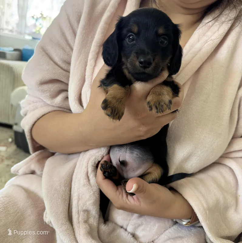 Bruno – Miniature Dachshund puppy for sale in Aurora, CO