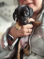 Bruno, a male Miniature Dachshund for sale in Aurora, CO – Photo 3 of 5