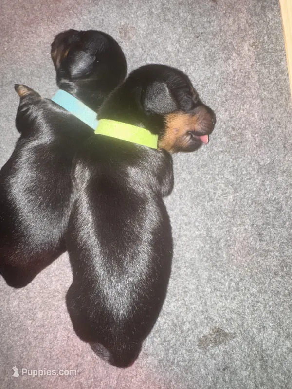 twins, a male Miniature Dachshund for sale in Aurora, CO – Photo 1 of 1