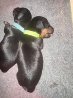 Bruno, a male Miniature Dachshund for sale in Aurora, CO – Photo 2 of 5