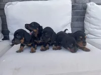 Bruno, a male Miniature Dachshund for sale in Aurora, CO – Photo 4 of 5