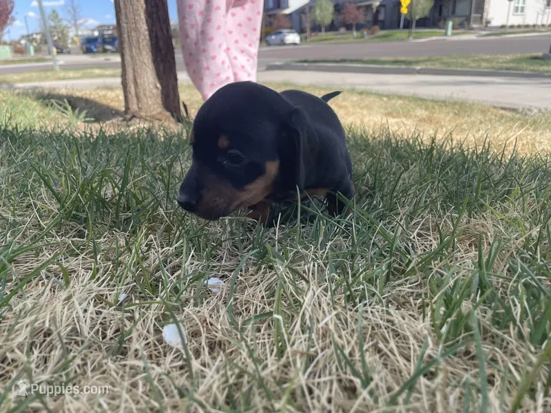 Bruno – Miniature Dachshund puppy for sale in Aurora, CO
