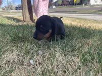 Bruno, a male Miniature Dachshund for sale in Aurora, CO – Photo 1 of 5