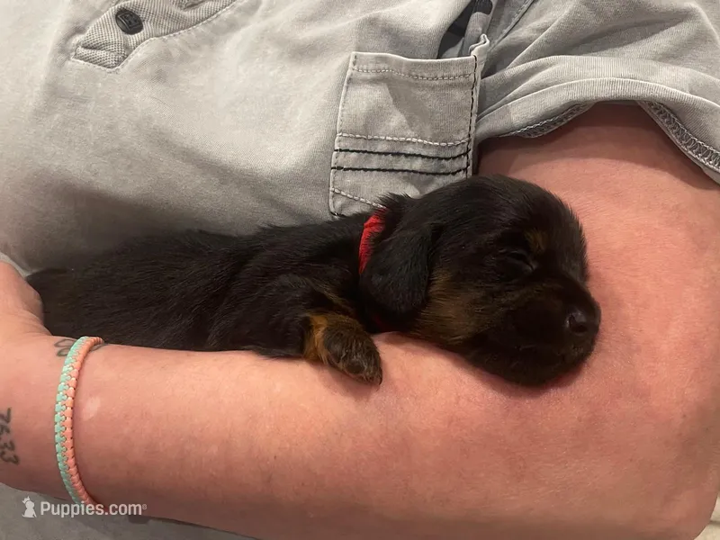 Queen, a female Miniature Dachshund for sale in Aurora, CO – Photo 1 of 1