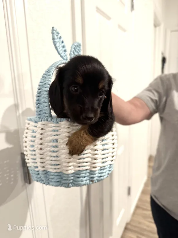 Queen – Miniature Dachshund puppy for sale in Aurora, CO