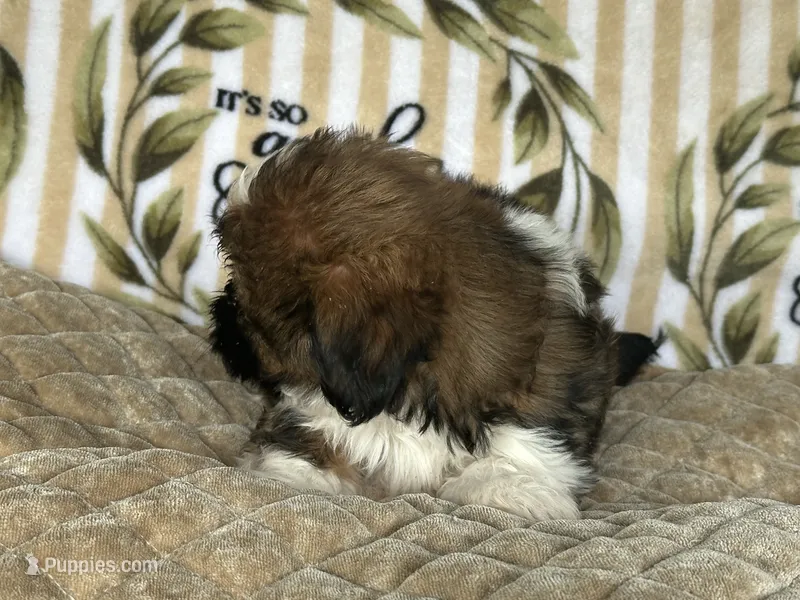 Scooby – Shih Tzu puppy for sale in Burnsville, NC