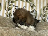 Scooby, a male Shih Tzu for sale in Burnsville, NC – 1 of 8