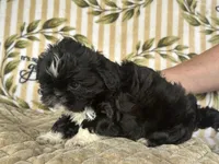 Fred, a male Shih Tzu for sale in Burnsville, NC – 7 of 8