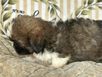 Scooby, a male Shih Tzu for sale in Burnsville, NC – 8 of 8