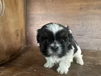 Cindy , a female Bichon Frise and Shih Tzu for sale in Burnsville, NC – 9 of 9