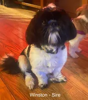 Daphne, a male Shih Tzu for sale in Burnsville, NC – 2 of 3