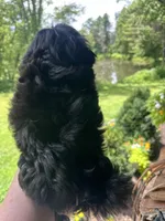 Blaze, a male Bichon Frise and Shih Tzu for sale in Burnsville, NC – 2 of 4