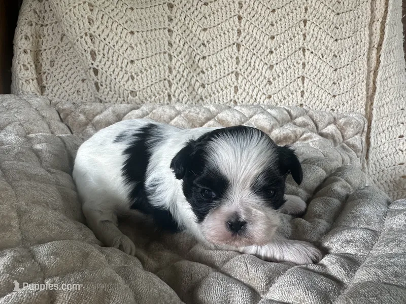 Daphne – Shih Tzu puppy on hold in Burnsville, NC