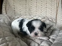 Daphne, a male Shih Tzu for sale in Burnsville, NC – 1 of 3