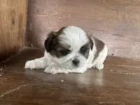 Jan , a female Bichon Frise and Shih Tzu for sale in Burnsville, NC – 9 of 10