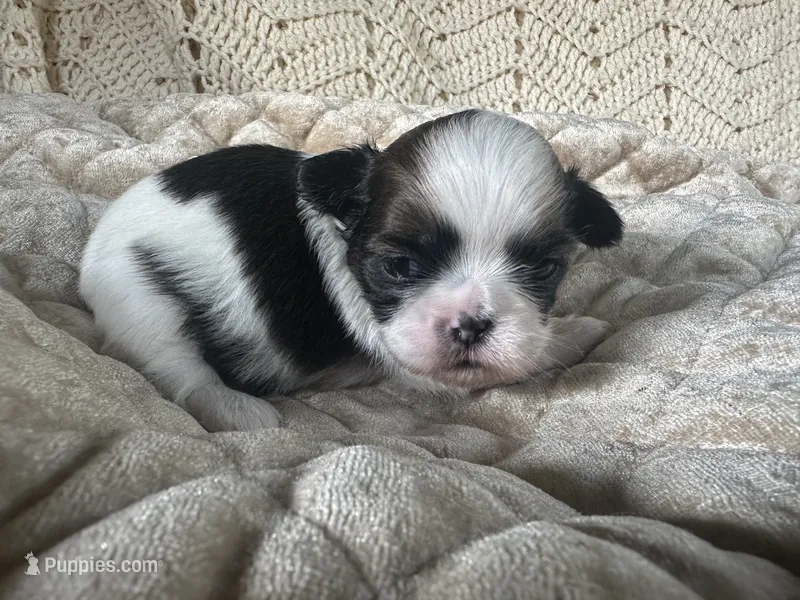 Shaggy – Shih Tzu puppy for sale in Burnsville, NC