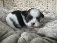 Shaggy, a male Shih Tzu for sale in Burnsville, NC – 1 of 3