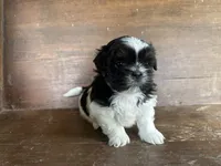 Cindy , a female Bichon Frise and Shih Tzu for sale in Burnsville, NC – 5 of 9