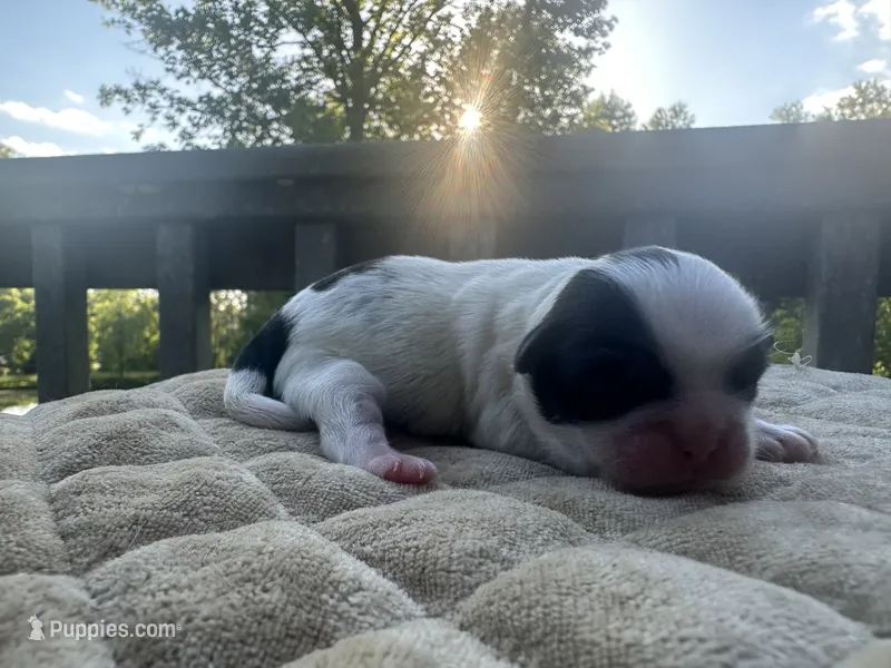 Jan  – Bichon Frise, Shih Tzu puppy for sale in Burnsville, NC