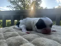 Jan , a female Bichon Frise and Shih Tzu for sale in Burnsville, NC – 1 of 2