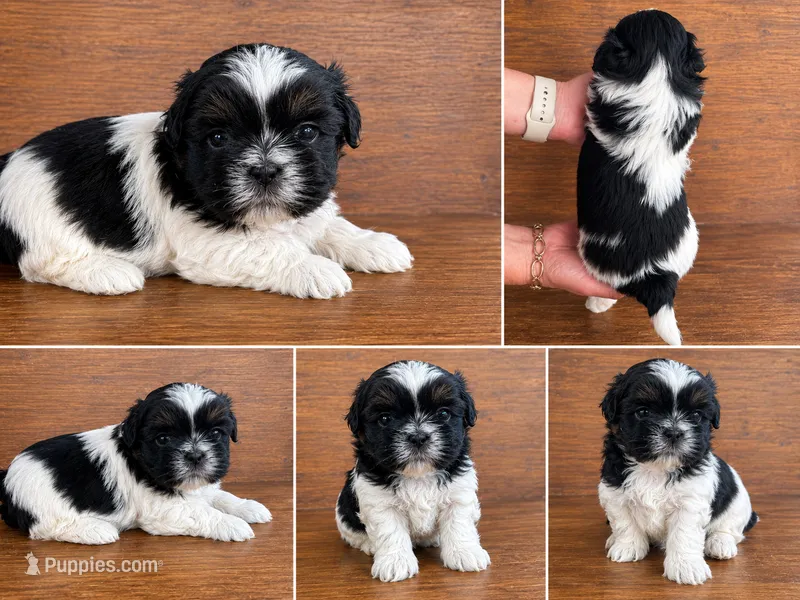 Cindy  – Bichon Frise, Shih Tzu puppy for sale in Burnsville, NC