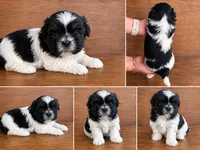 Cindy , a female Bichon Frise and Shih Tzu for sale in Burnsville, NC – 1 of 9