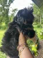 Blaze, a male Bichon Frise and Shih Tzu for sale in Burnsville, NC – 4 of 4