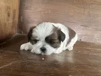 Jan , a female Bichon Frise and Shih Tzu for sale in Burnsville, NC – 4 of 10
