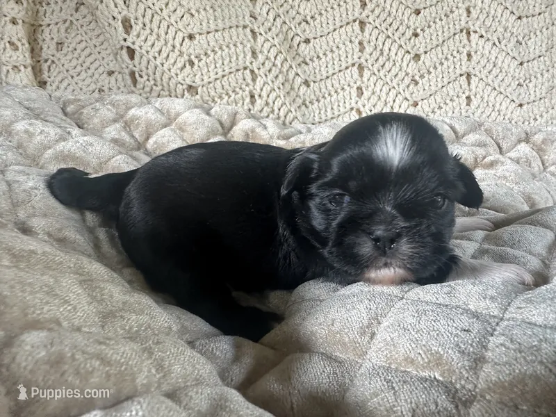 Fred – Shih Tzu puppy for sale in Burnsville, NC