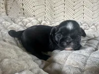 Fred, a male Shih Tzu for sale in Burnsville, NC – 1 of 3