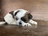 Jan , a female Bichon Frise and Shih Tzu for sale in Burnsville, NC – 5 of 10