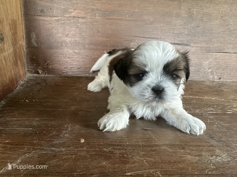 Jan  – Bichon Frise, Shih Tzu puppy for sale in Burnsville, NC