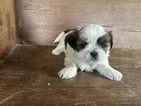 Jan , a female Bichon Frise and Shih Tzu for sale in Burnsville, NC – 1 of 10