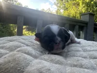 Cindy , a female Bichon Frise and Shih Tzu for sale in Burnsville, NC – 2 of 3