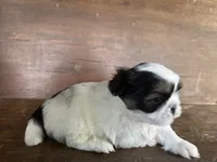 Marsha, a female Bichon Frise and Shih Tzu for sale in Burnsville, NC – 3 of 7