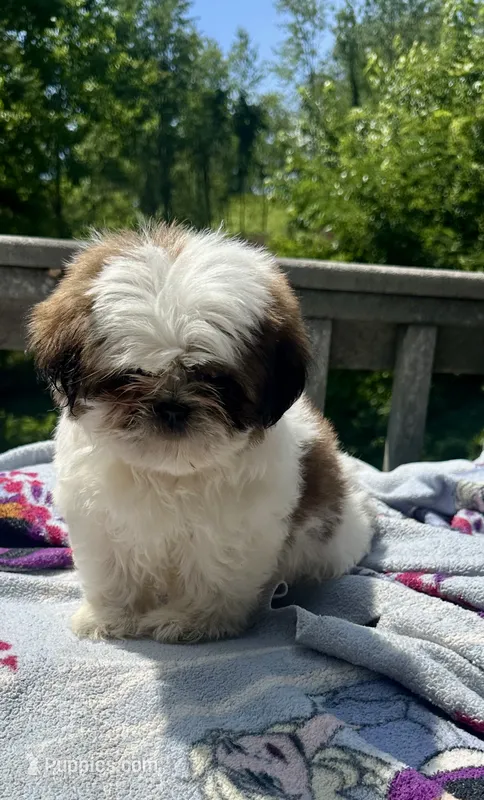 Jan  – Bichon Frise, Shih Tzu puppy for sale in Burnsville, NC